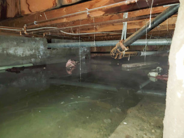 Best Water damage cleanup near me  in Shannon, GA