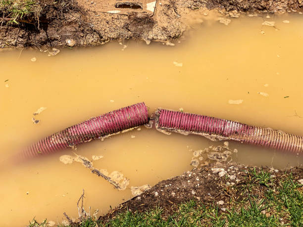 Best Water damage cleanup near me  in Shannon, GA